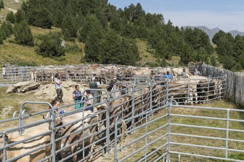 SANEJAMENT DE LA VACADA 2025