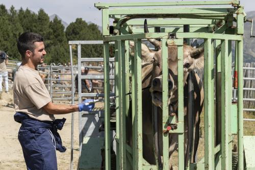 SANEJAMENT DE LA VACADA 2025