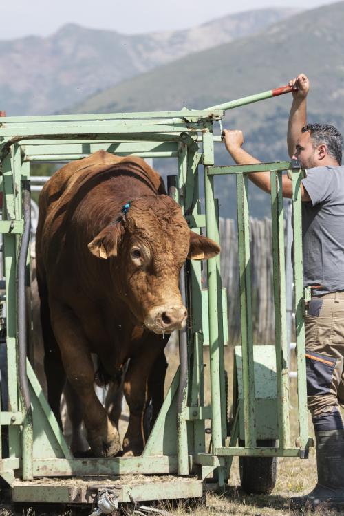 SANEJAMENT DE LA VACADA 2025