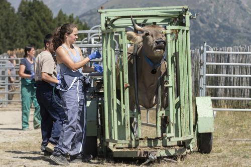 SANEJAMENT DE LA VACADA 2025