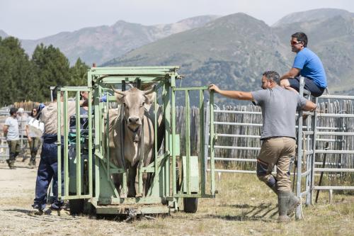SANEJAMENT DE LA VACADA 2025