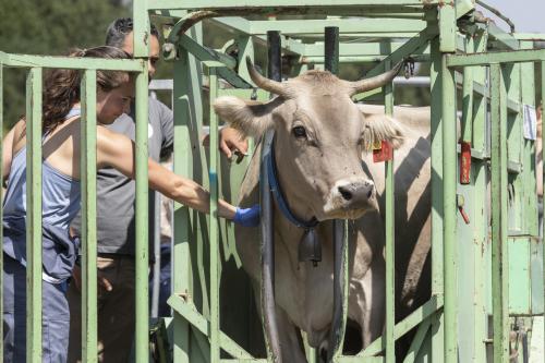 SANEJAMENT DE LA VACADA 2025