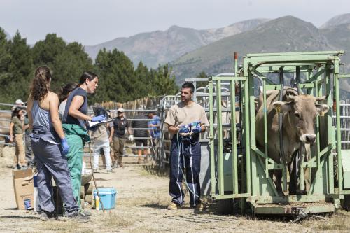 SANEJAMENT DE LA VACADA 2025