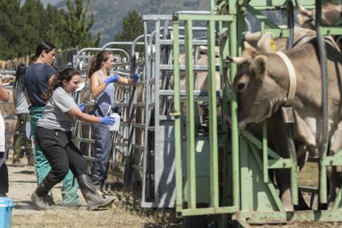 SANEJAMENT DE LA VACADA 2025