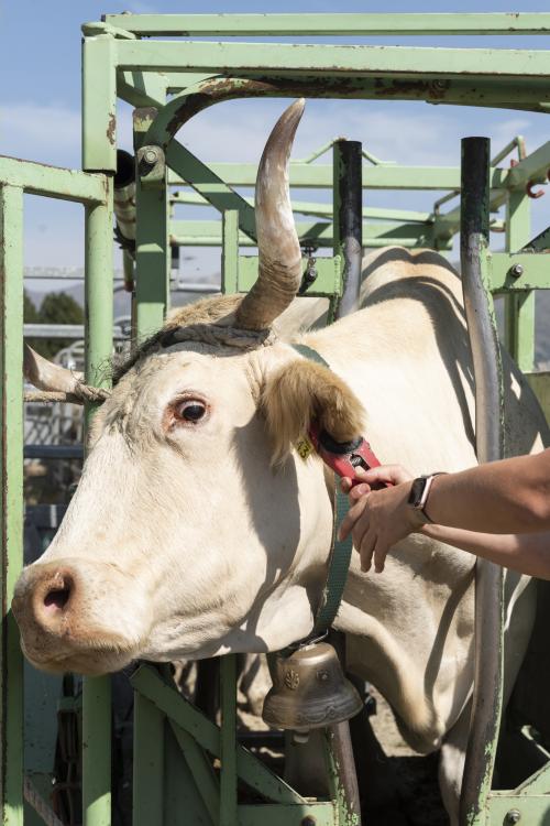 SANEJAMENT DE LA VACADA 2025