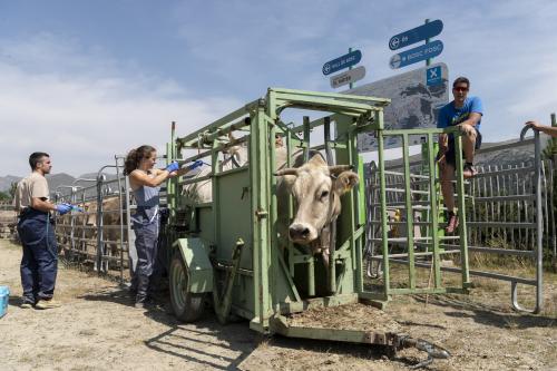 SANEJAMENT DE LA VACADA 2025