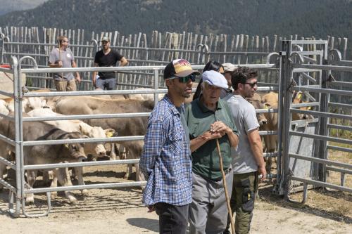 SANEJAMENT DE LA VACADA 2025