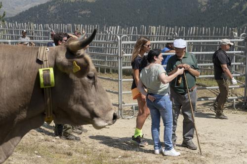 SANEJAMENT DE LA VACADA 2025