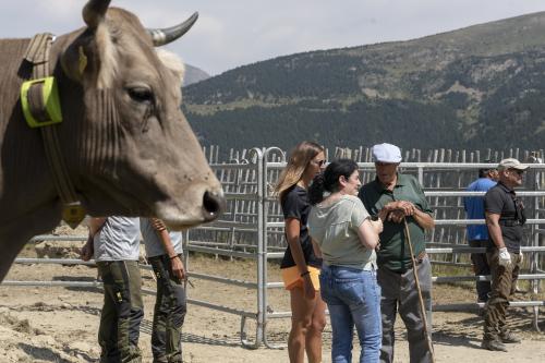 SANEJAMENT DE LA VACADA 2025