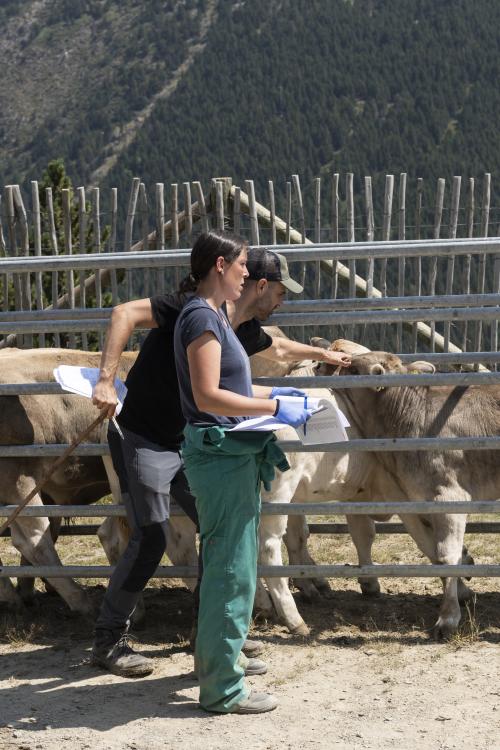 SANEJAMENT DE LA VACADA 2025