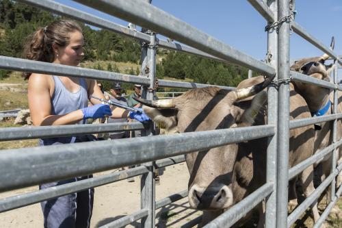 SANEJAMENT DE LA VACADA 2025