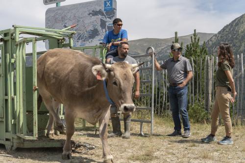 SANEJAMENT DE LA VACADA 2025