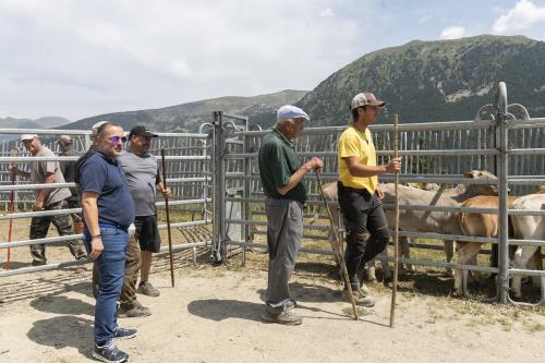 SANEJAMENT DE LA VACADA 2025