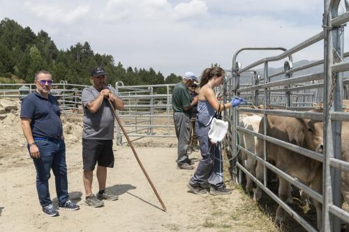 SANEJAMENT DE LA VACADA 2025