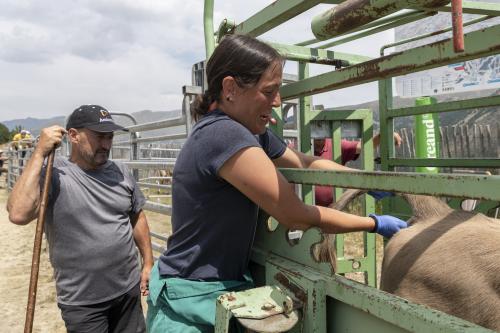 SANEJAMENT DE LA VACADA 2025