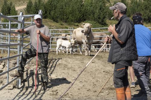 SANEJAMENT DE LA VACADA 2025