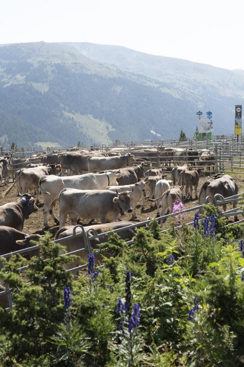 SANEJAMENT DE LA VACADA 2025