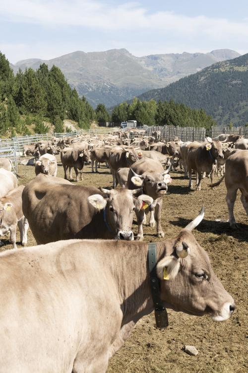 SANEJAMENT DE LA VACADA 2025