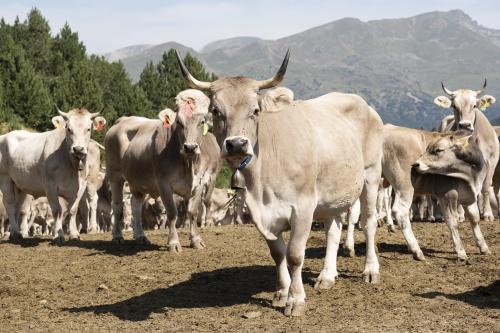 SANEJAMENT DE LA VACADA 2025