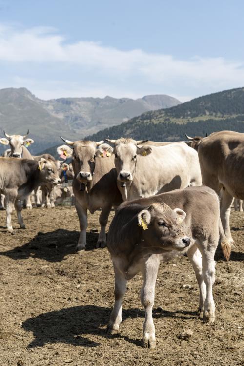 SANEJAMENT DE LA VACADA 2025