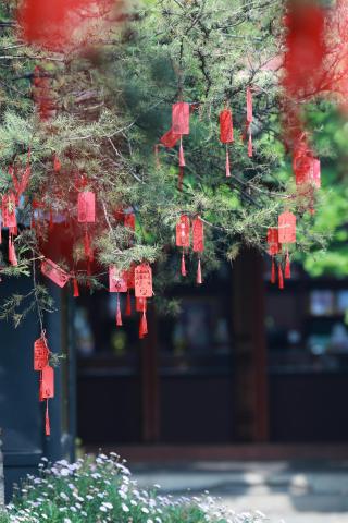 L'arbre dels desitjos